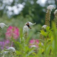 Fleurs papillons
